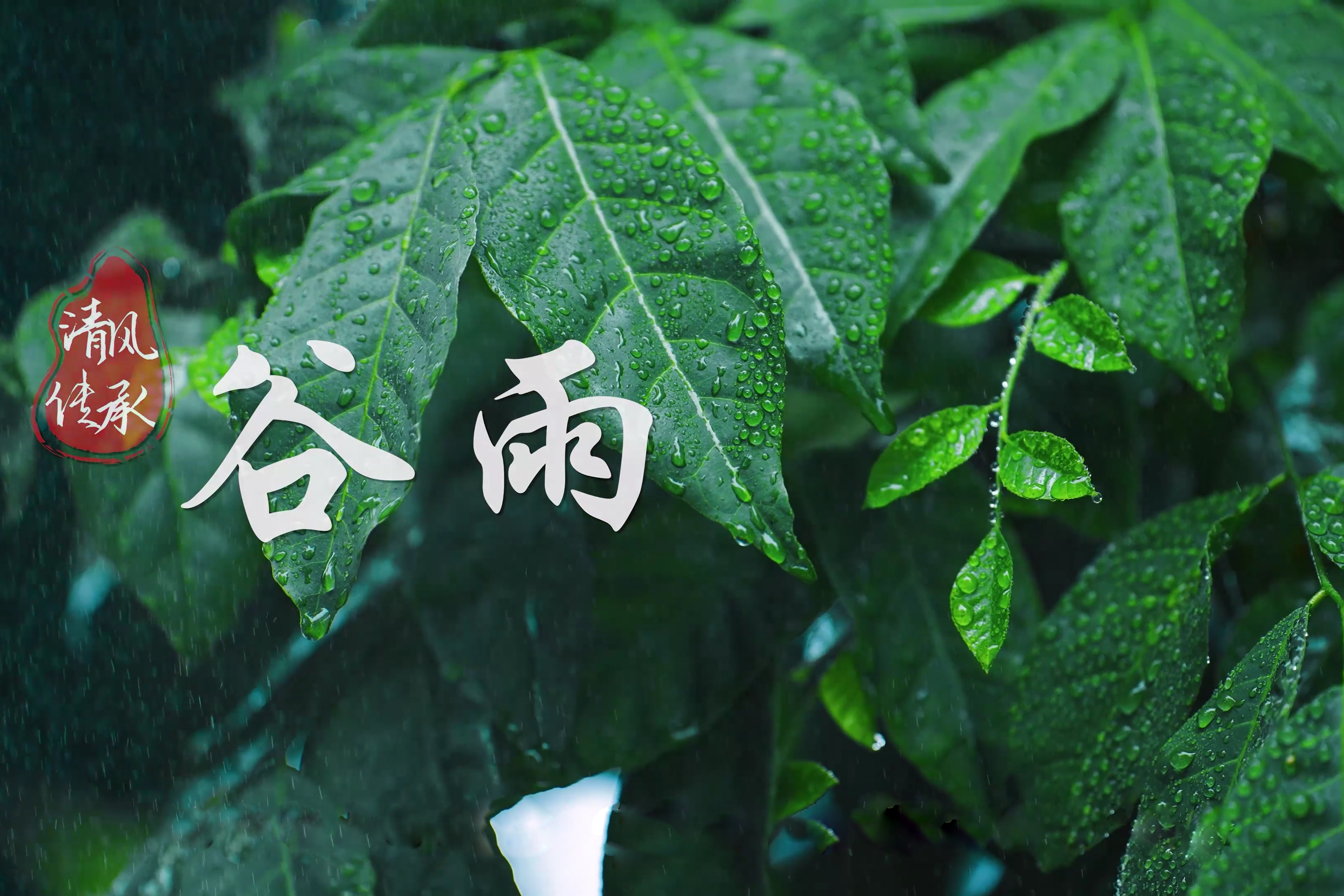清风·传承｜谷雨：谷得雨生 品苦知甜